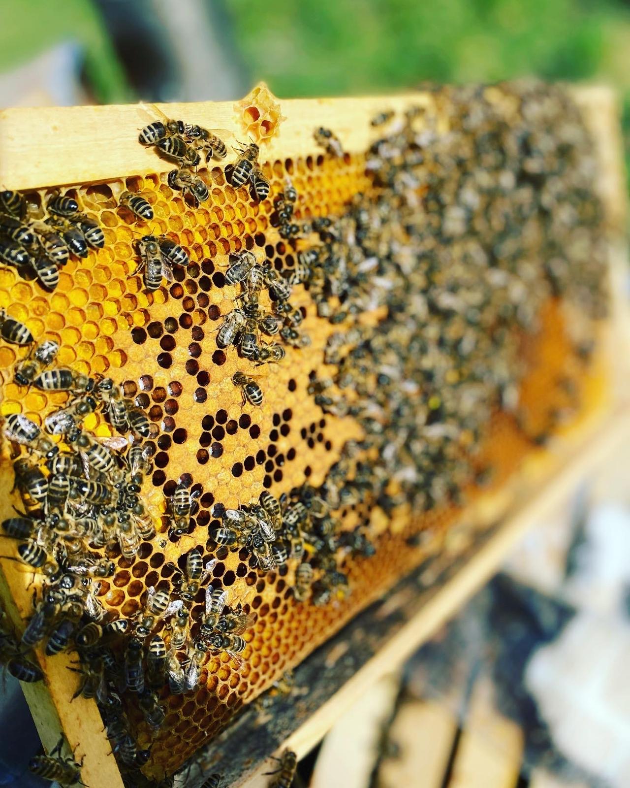 Carnica-Bienen auf einer sonnenbeschienenen Wabe