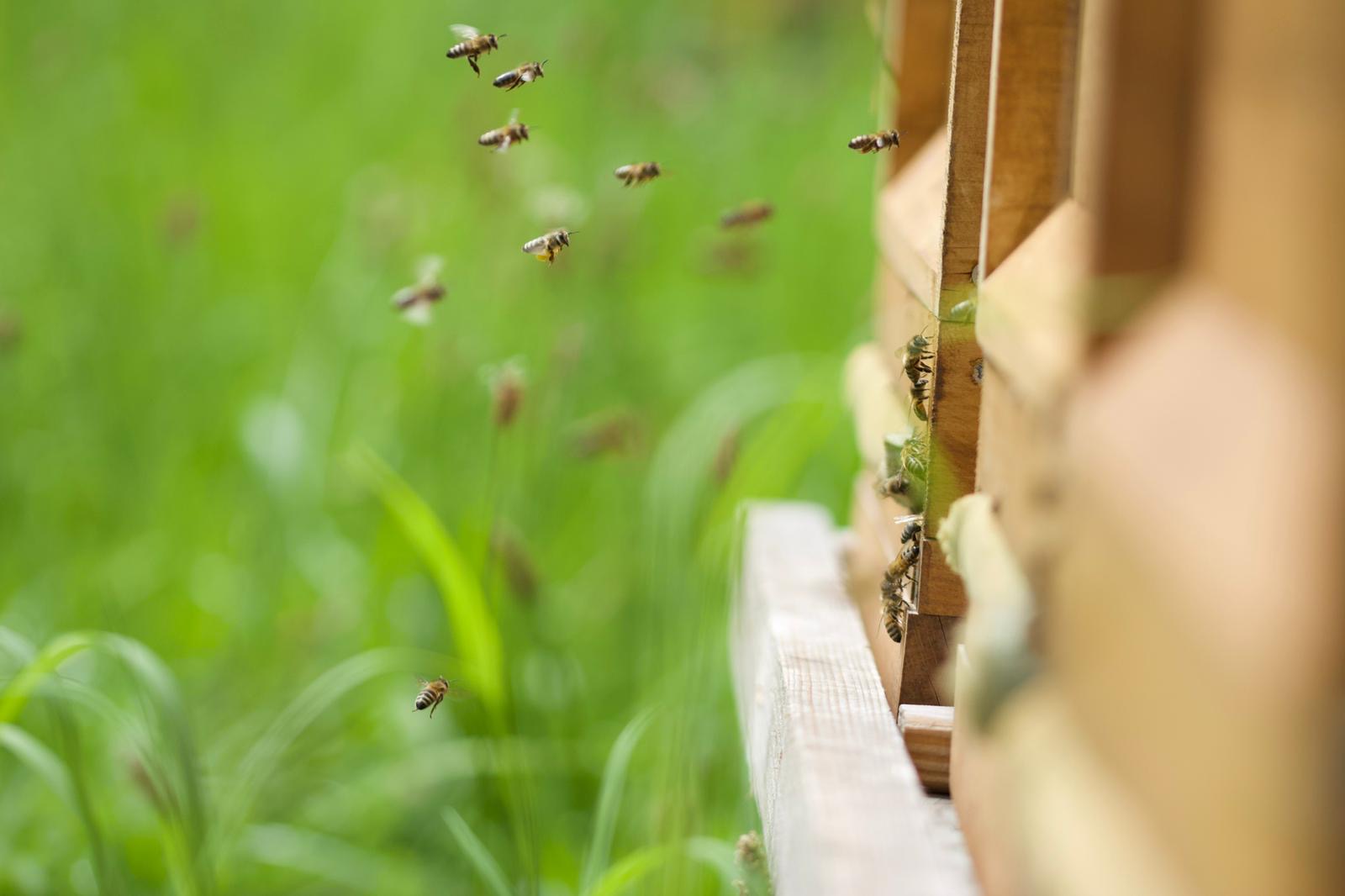 Bienen fliegen an ihrem Bienenstock der Honigmanufaktur Hauer ein