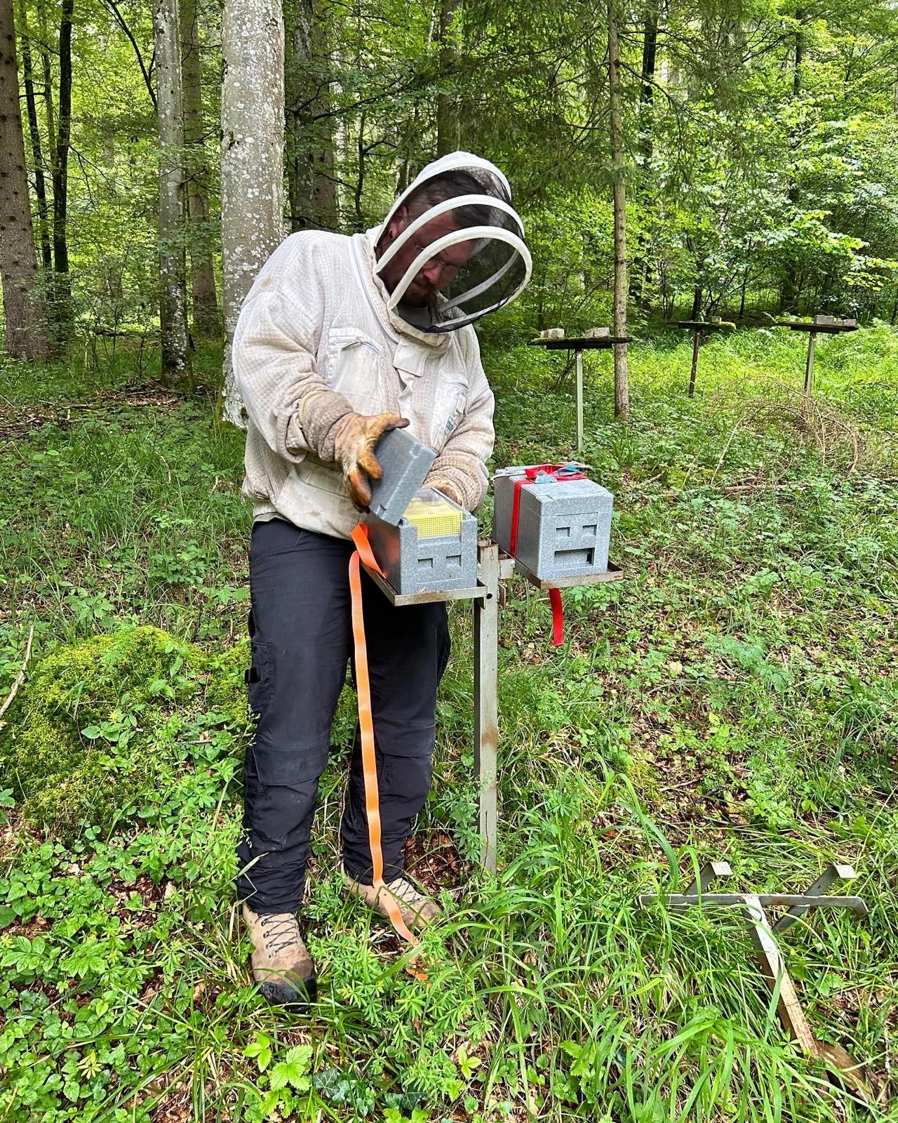 Begattungskästchen am Zuchtstand im Wald
